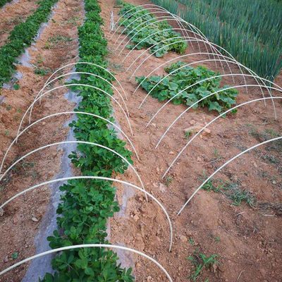 Estacas de FRP para soporte de plantas de longitud y peso ligero personalizadas Estacas de vivero de tomate
