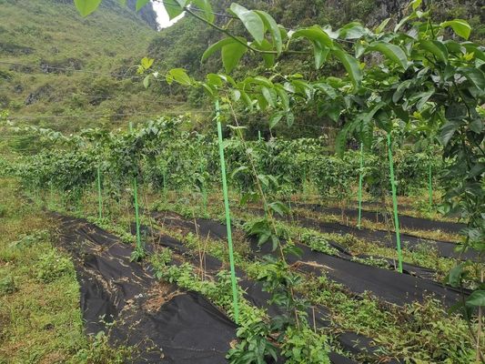 Polvos de planta de FRPG antienvejecimiento personalizables para el corte de soporte de jardín/árbol según sea necesario