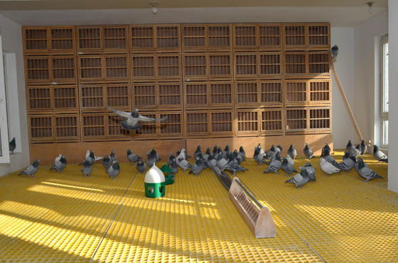 Área abierta 40% 80% FRP Rejilla de ganado para aves de corral/pájaros/palomas