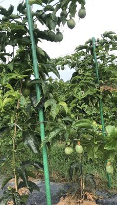 Polvo de soporte de árbol de FRP de extremo afilado antienvejecimiento para una varilla de planta lisa según el requisito