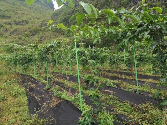 Polvo de soporte de árbol de FRP de extremo afilado antienvejecimiento para una varilla de planta lisa según el requisito