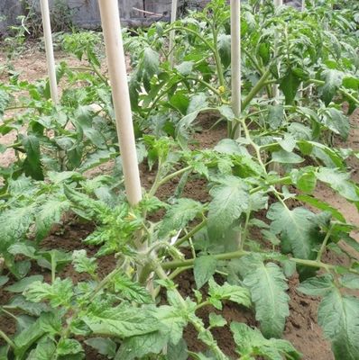 1m a 11.6m de longitud estacas de fibra de vidrio de alta resistencia para árboles de tomate y frijoles