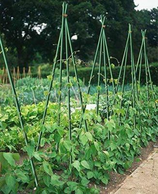1m a 11.6m de longitud estacas de fibra de vidrio de alta resistencia para árboles de tomate y frijoles